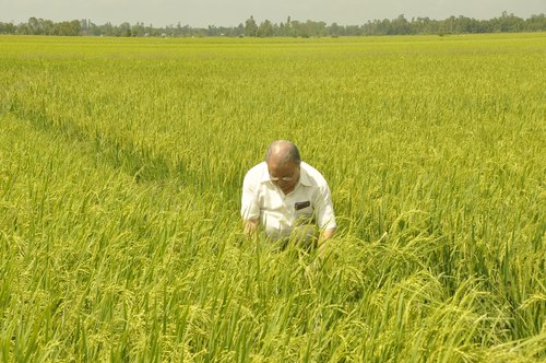 Giáo[-]sư[-]Võ[-]Tòng[-]Xuân[-]đang[-]làm[-]việc[-]trên[-]cánh[-]đồng[-]lúa[-]sạch.[-]Ảnh[-]do[-]tác[-]giả[-]gửi.